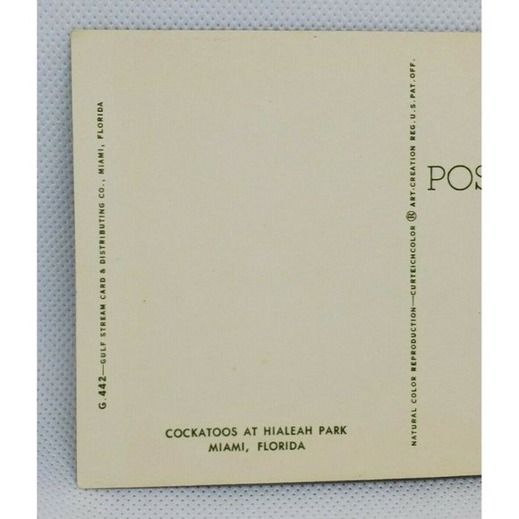 Gulf Stream Card Cockatoos At Hialeah Park Florida Miami Bird Postcard Animal - Picture 4 of 12